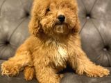 Muhteşem Güzelli̇kte Poodle Yavrularim