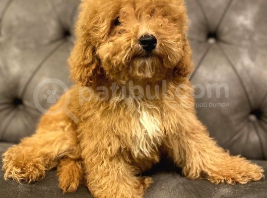 Muhteşem Güzelli̇kte Poodle Yavrularim