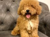 Muhteşem Güzelli̇kte Poodle Yavrularim