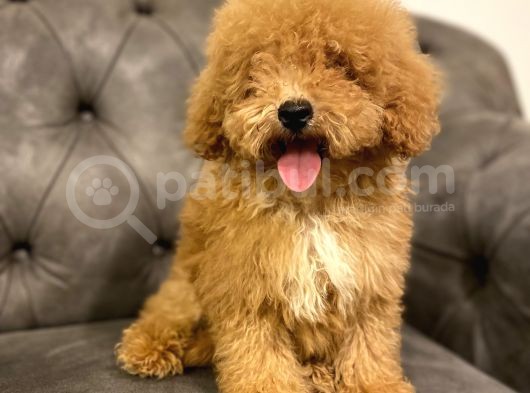 Muhteşem Güzelli̇kte Poodle Yavrularim görsel