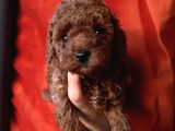 Ev Doğumlu Poodle Bebekler