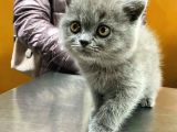 British Shorthair Yavruları