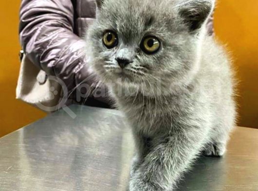 British Shorthair Yavruları