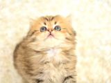 Show Kali̇tede Golden Ny25 Bri̇ti̇sh Longhai̇r