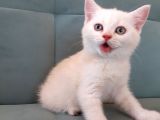 British Longhair Yavrumuz Yeni Yuvasını Arıyor