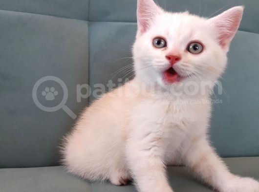 British Longhair Yavrumuz Yeni Yuvasını Arıyor görsel