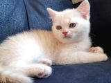 British Longhair Yavrumuz Yeni Yuvasını Arıyor
