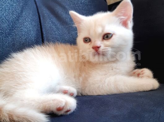 British Longhair Yavrumuz Yeni Yuvasını Arıyor görsel