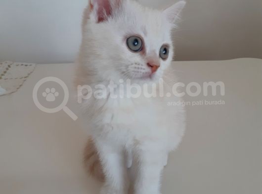 British Longhair Yavrumuz Yeni Yuvasını Arıyor görsel