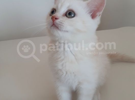 British Longhair Yavrumuz Yeni Yuvasını Arıyor görsel