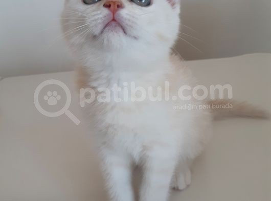 British Longhair Yavrumuz Yeni Yuvasını Arıyor