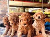 Dünya Tatlisi Show Kalite Red Toy Poodle Yavrumuz