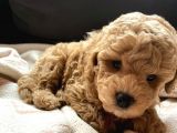 A Kalite Orjinal Toy Poodle Yavrularimiz