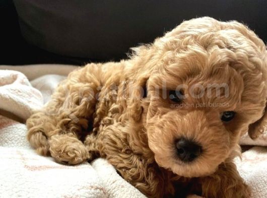 A Kalite Orjinal Toy Poodle Yavrularimiz görsel