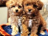 A Kalite Orjinal Toy Poodle Yavrularimiz
