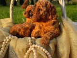 Üst Düzey Kalitedeki Show Class Toy Poodle Oğlumuz
