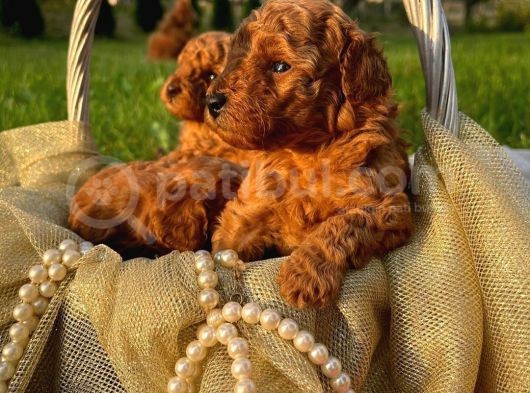 Üst Düzey Kalitedeki Show Class Toy Poodle Oğlumuz görsel