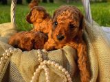 Üst Düzey Kalitedeki Show Class Toy Poodle Oğlumuz