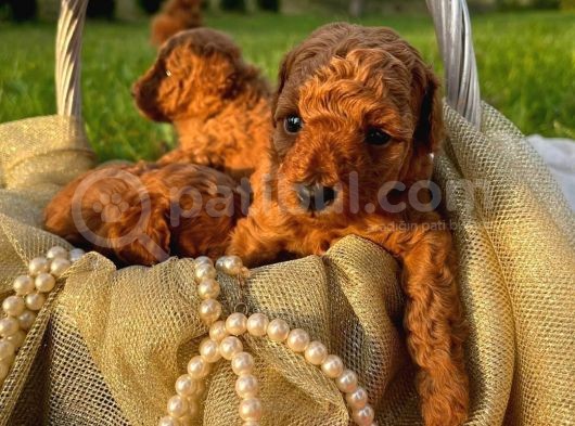 Üst Düzey Kalitedeki Show Class Toy Poodle Oğlumuz görsel