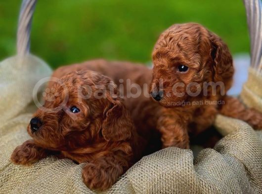 Üst Düzey Kalitedeki Show Class Toy Poodle Oğlumuz görsel