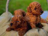 Üst Düzey Kalitedeki Show Class Toy Poodle Oğlumuz