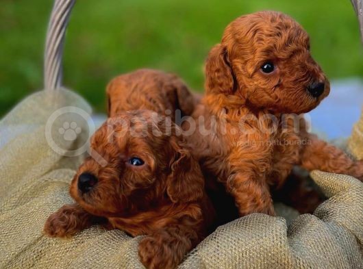 Üst Düzey Kalitedeki Show Class Toy Poodle Oğlumuz