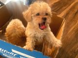 Muhteşem Güzelli̇kteki̇ Orjinal Toy Poodle Yavrulari̇mi̇z