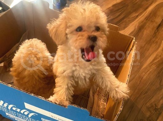 Muhteşem Güzelli̇kteki̇ Orjinal Toy Poodle Yavrulari̇mi̇z görsel