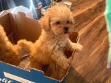 Muhteşem Güzelli̇kteki̇ Orjinal Toy Poodle Yavrulari̇mi̇z