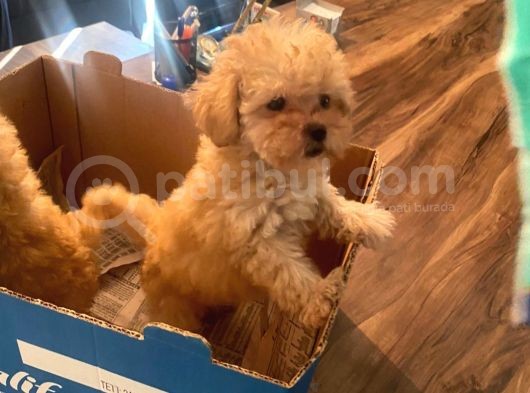 Muhteşem Güzelli̇kteki̇ Orjinal Toy Poodle Yavrulari̇mi̇z görsel