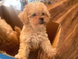 Muhteşem Güzelli̇kteki̇ Orjinal Toy Poodle Yavrulari̇mi̇z