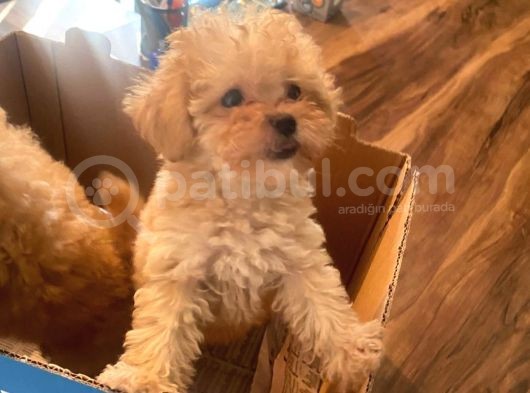 Muhteşem Güzelli̇kteki̇ Orjinal Toy Poodle Yavrulari̇mi̇z görsel