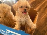 Muhteşem Güzelli̇kteki̇ Orjinal Toy Poodle Yavrulari̇mi̇z