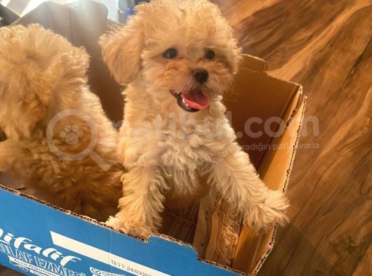 Muhteşem Güzelli̇kteki̇ Orjinal Toy Poodle Yavrulari̇mi̇z