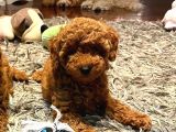 Üst Düzey Kalitedeki Show Class Toy Poodle Bebegimiz