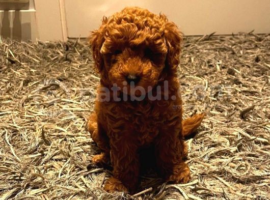 Üst Düzey Kalitedeki Show Class Toy Poodle Bebegimiz