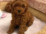 Saglik Ve Irk Garanti̇li̇ Toy Poodle Yavrularimiz
