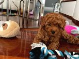A Kalite Orjinal Red Toy Poodle Yavrularimiz
