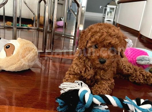 A Kalite Orjinal Red Toy Poodle Yavrularimiz görsel