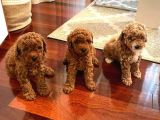 Gercek Toy Poodle Bebeklerimiz Artik Aramizda