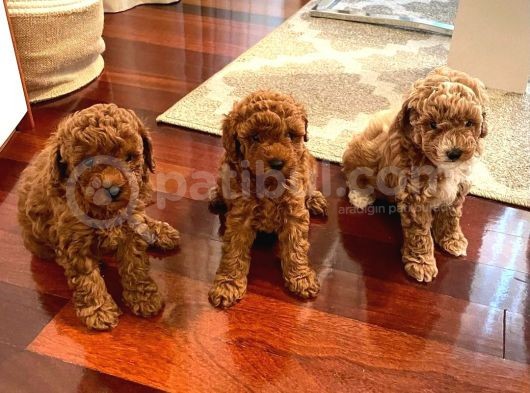 Gercek Toy Poodle Bebeklerimiz Artik Aramizda görsel
