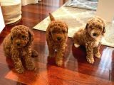 Gercek Toy Poodle Bebeklerimiz Artik Aramizda