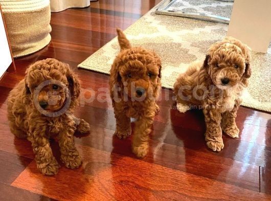 Gercek Toy Poodle Bebeklerimiz Artik Aramizda görsel
