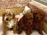 Gercek Toy Poodle Bebeklerimiz Artik Aramizda