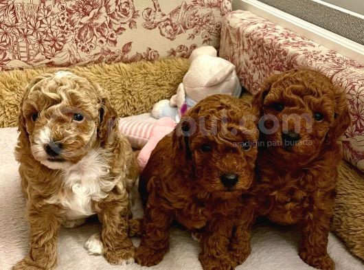 Gercek Toy Poodle Bebeklerimiz Artik Aramizda