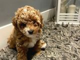 Dünya Tatlisi Show Kalite Toy Poodle Yavrumuz