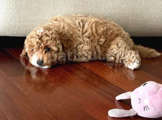 Dünya Tatlisi Show Kalite Toy Poodle Yavrumuz görsel