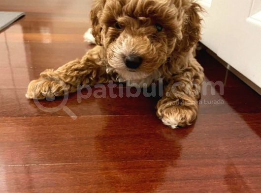 Dünya Tatlisi Show Kalite Toy Poodle Yavrumuz
