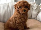 A Kalite Orjinal Red Toy Poodle Yavrularimiz