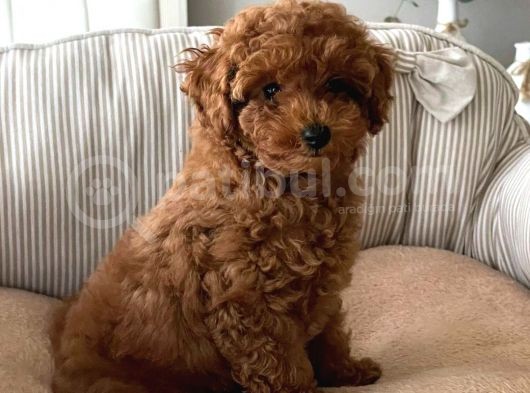 A Kalite Orjinal Red Toy Poodle Yavrularimiz görsel